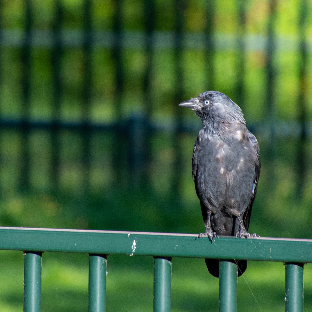 Eurasian Jackdaw - ML609122173