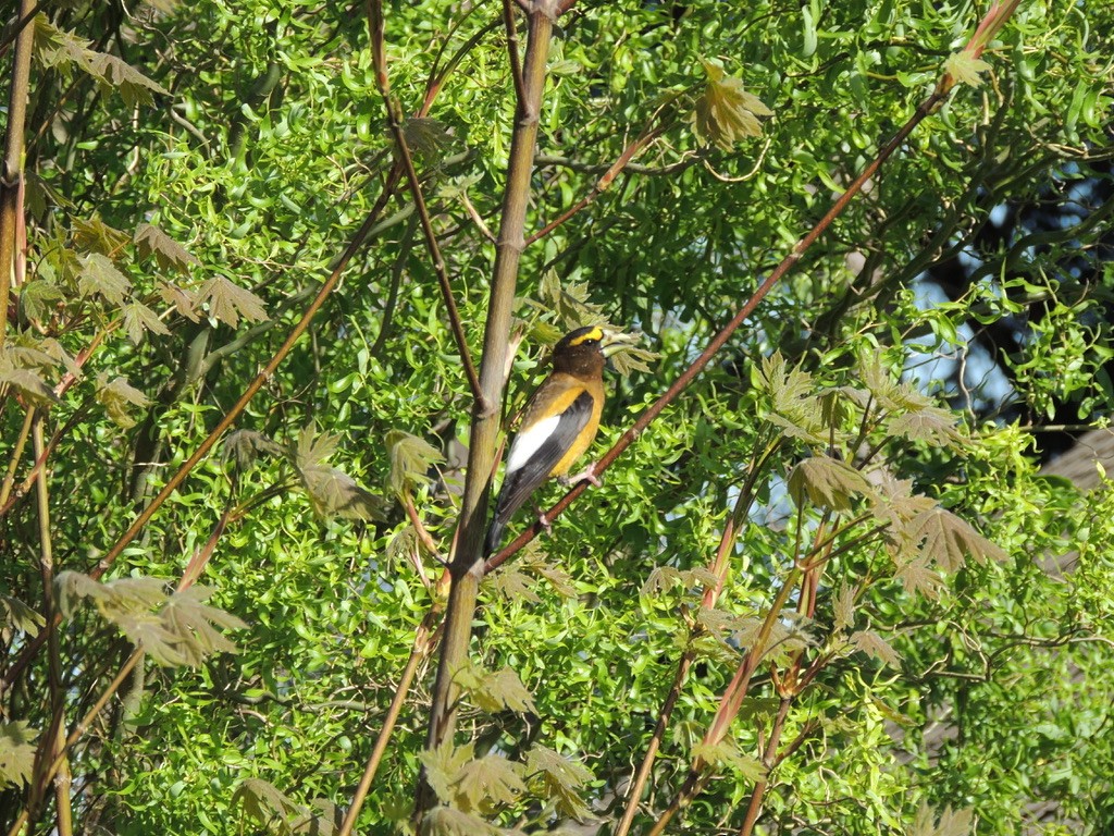 Evening Grosbeak - Zev Doll-Schmitz