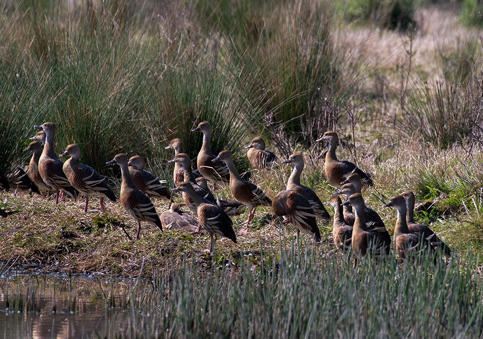 Plumed Whistling-Duck - ML609122263