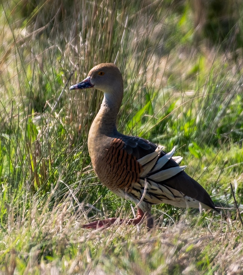 Plumed Whistling-Duck - ML609122264