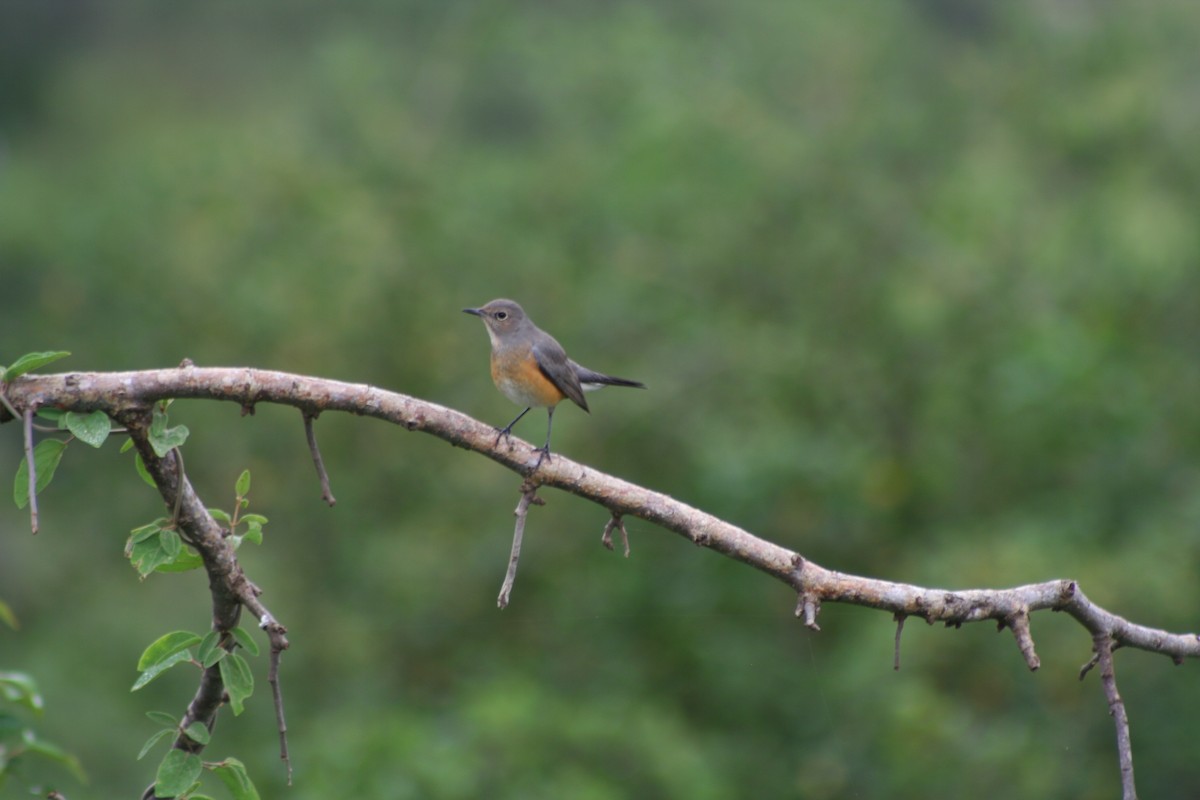 White-throated Robin - ML60912231