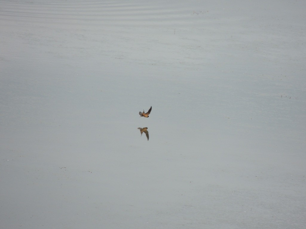 Barn Swallow - Zev Doll-Schmitz