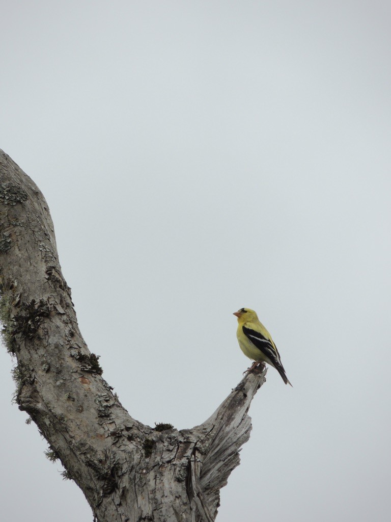 American Goldfinch - ML609122373