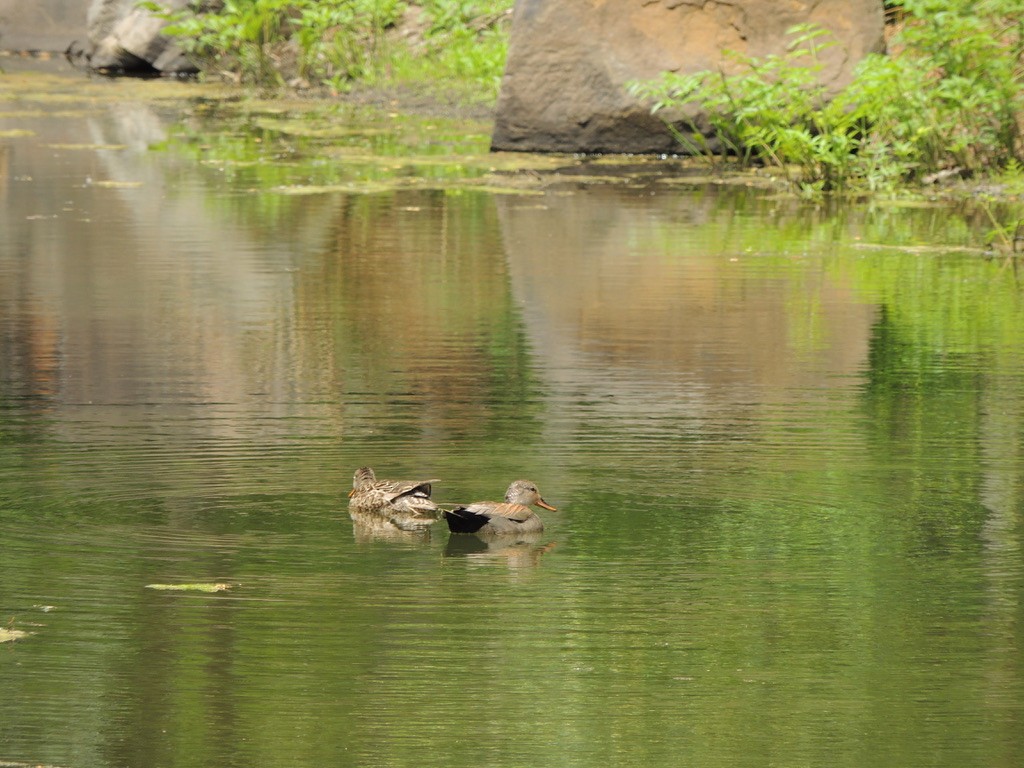 Gadwall - ML609122406