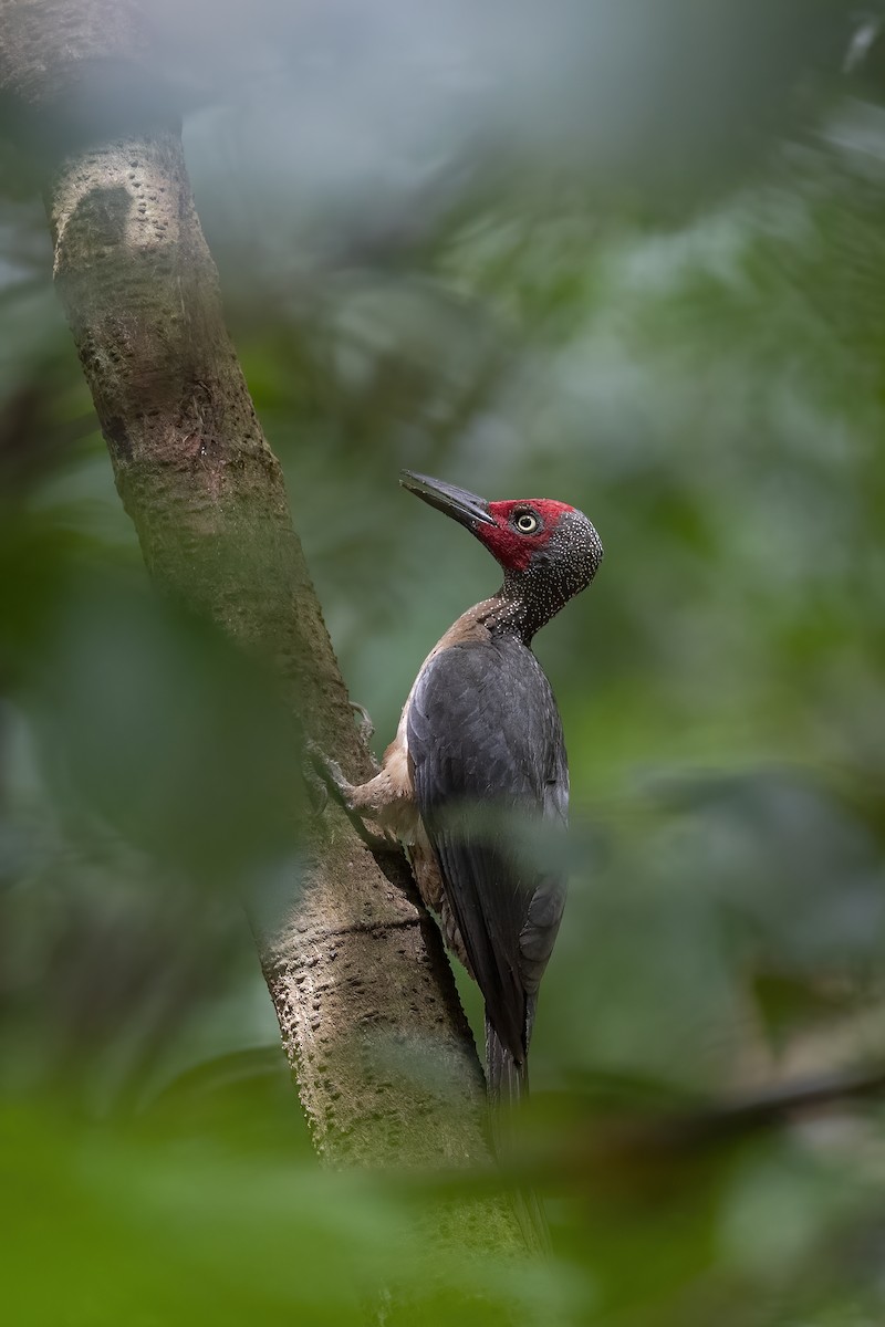 Ashy Woodpecker - ML609122428