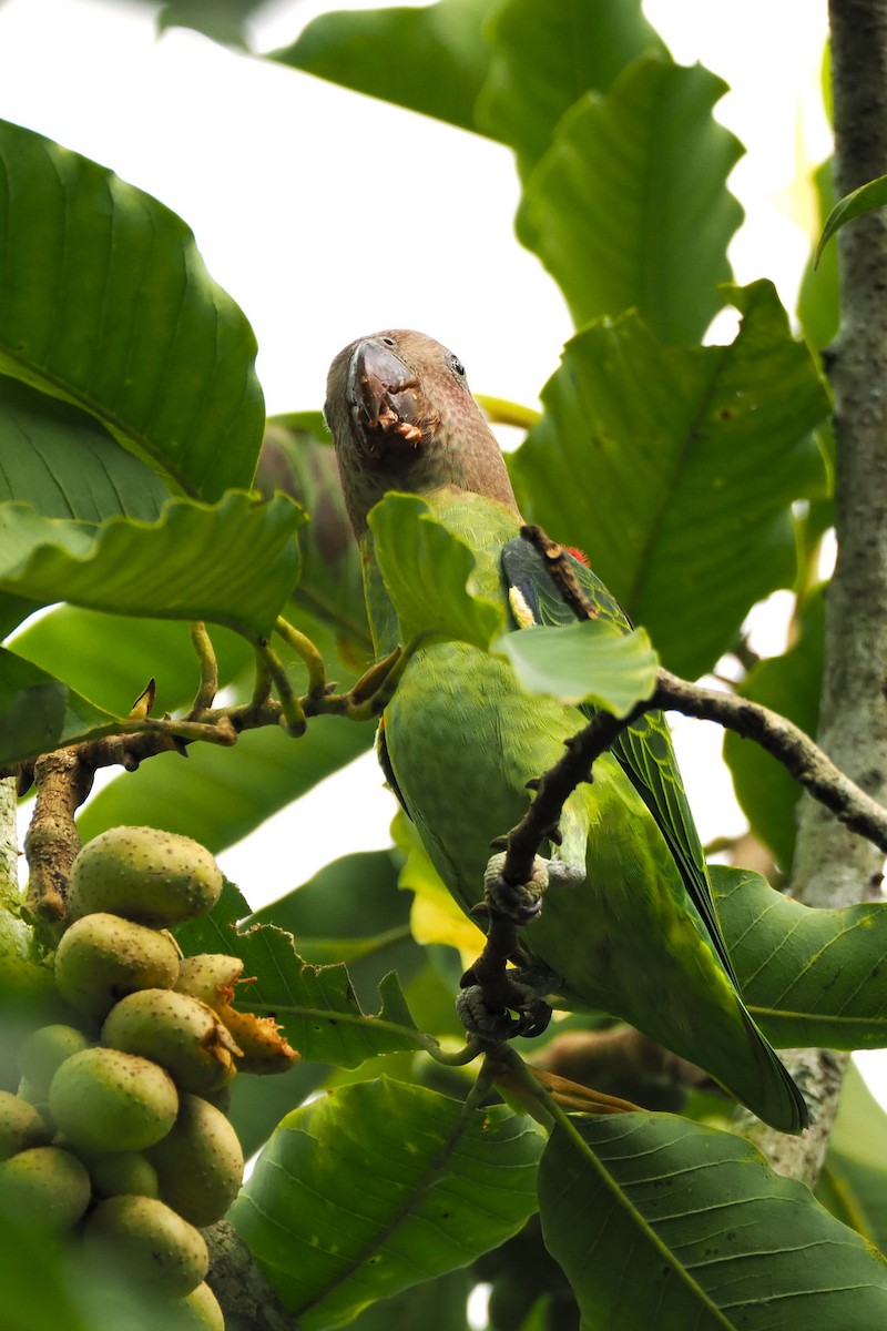 Blue-rumped Parrot - Evelyn Lee