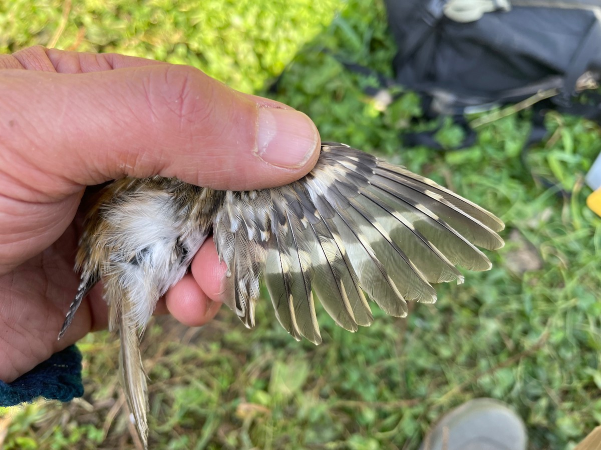 Eurasian Treecreeper - ML609122701