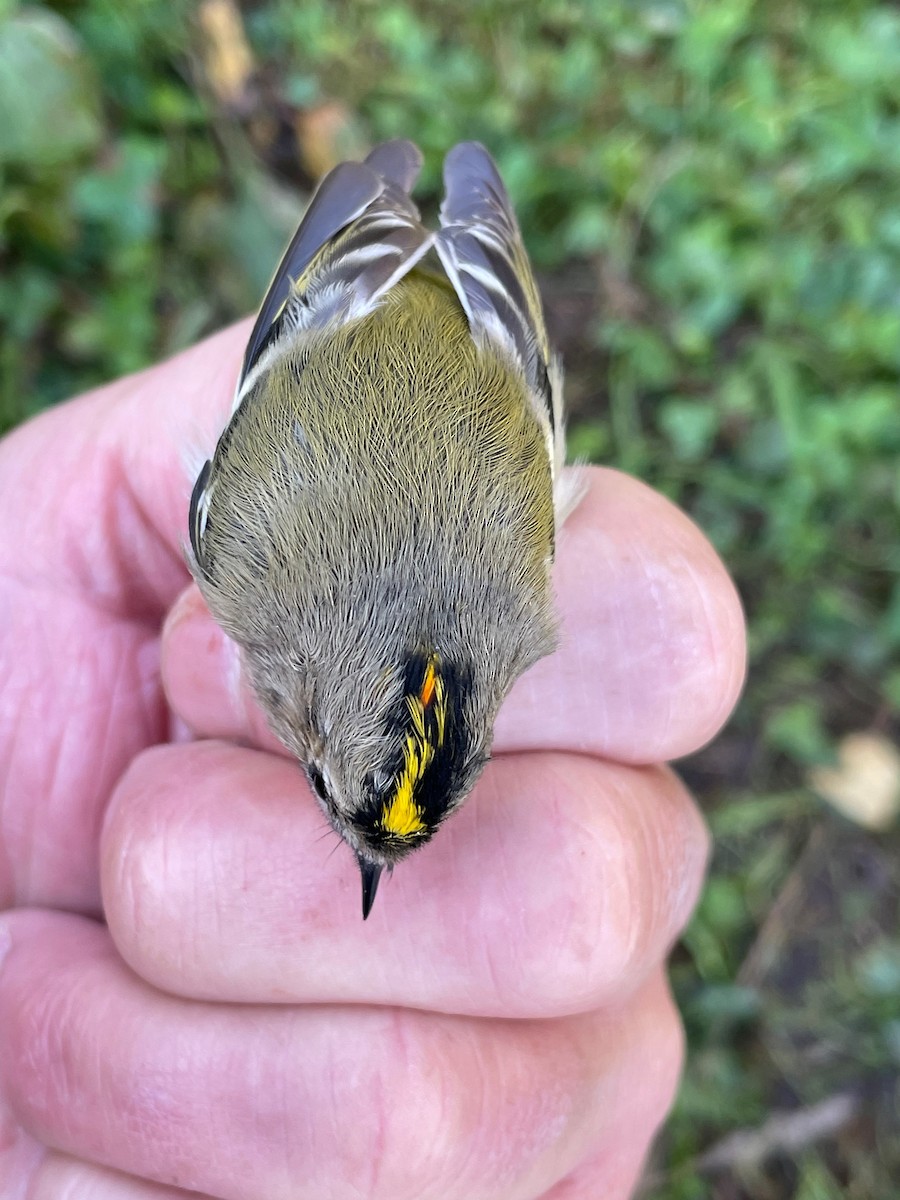 Goldcrest - Eric Francois Roualet