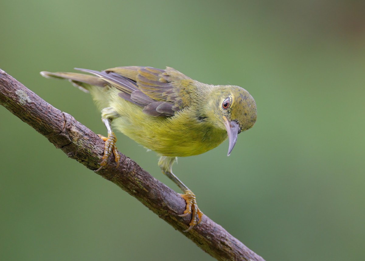 Brown-throated Sunbird - ML609122729