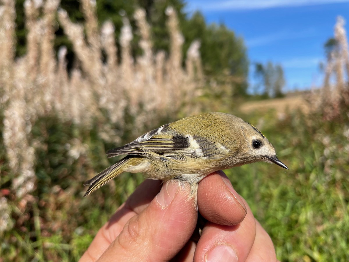 Goldcrest - ML609122768