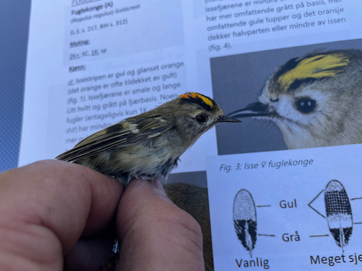 Goldcrest - ML609122774