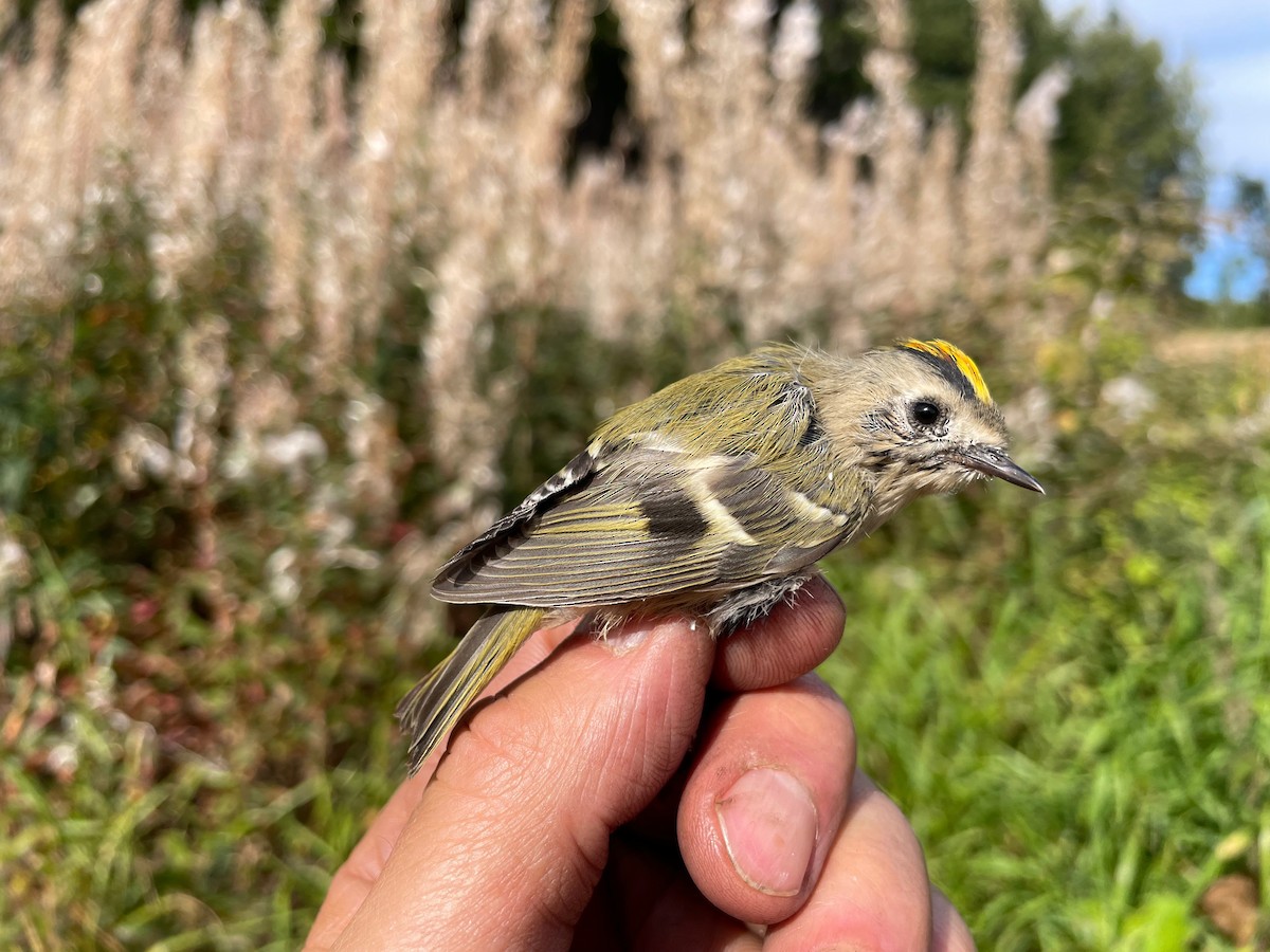 Goldcrest - ML609122776