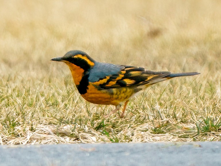 Varied Thrush - ML609122777