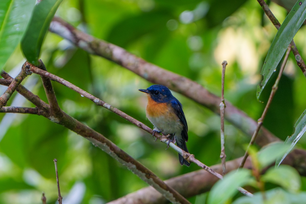 Indochinese Blue Flycatcher - ML609123018