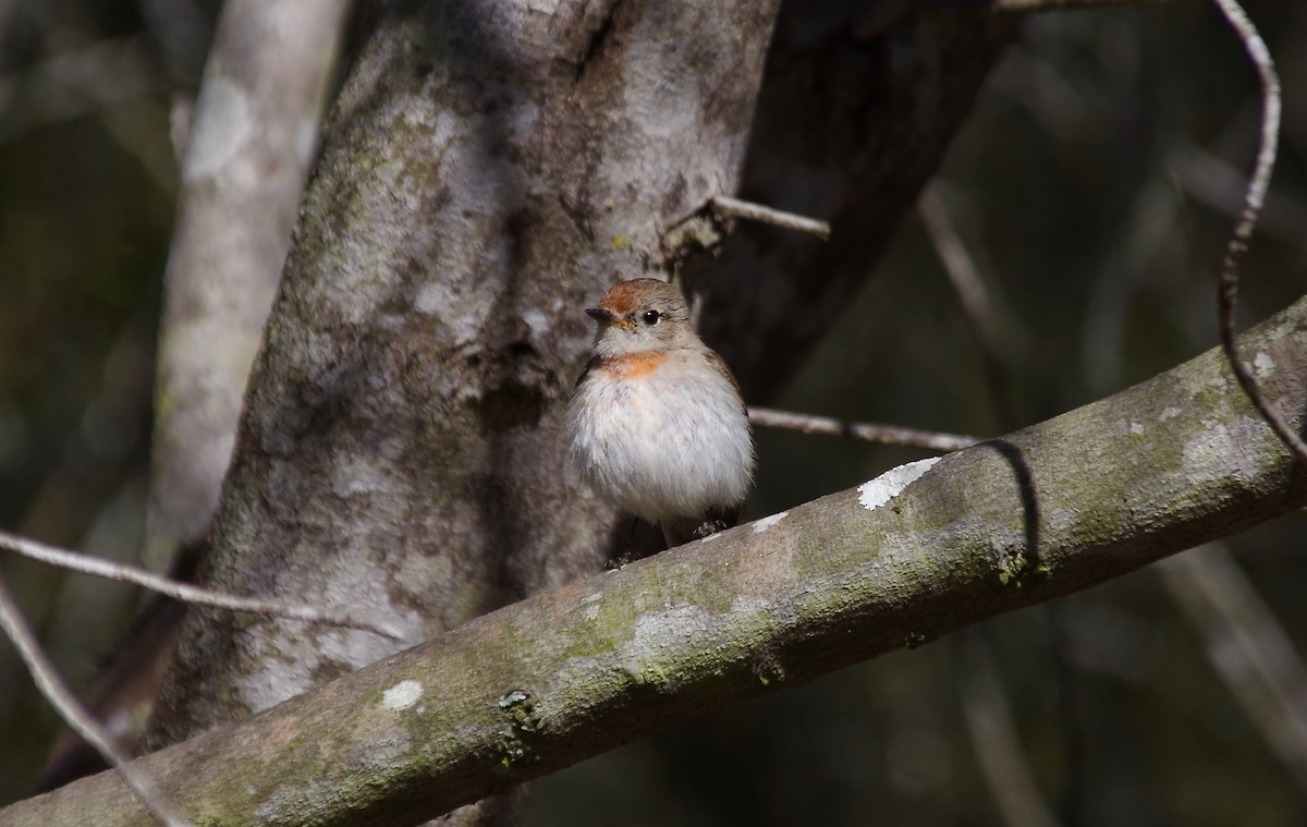 Red-capped Robin - Max Weatherall