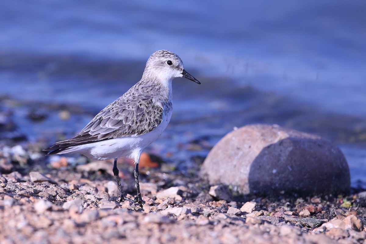 Red-necked Stint - Marc Gardner