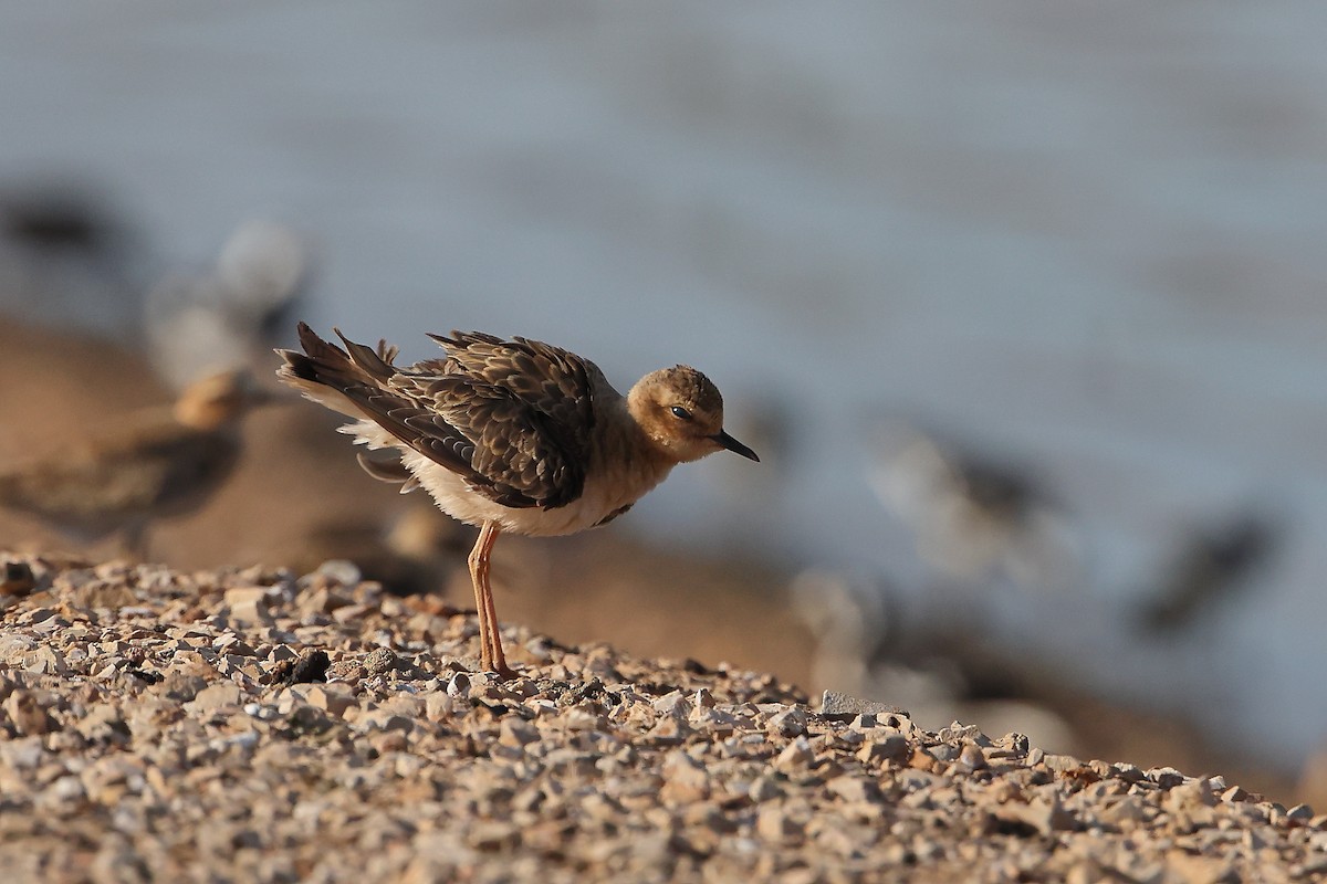 Oriental Plover - Marc Gardner