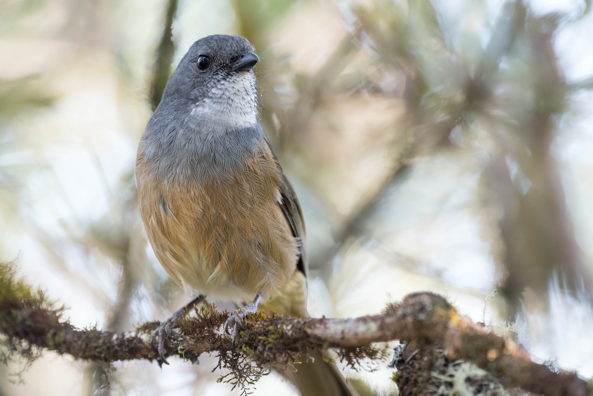 Olive Whistler - ML609123321