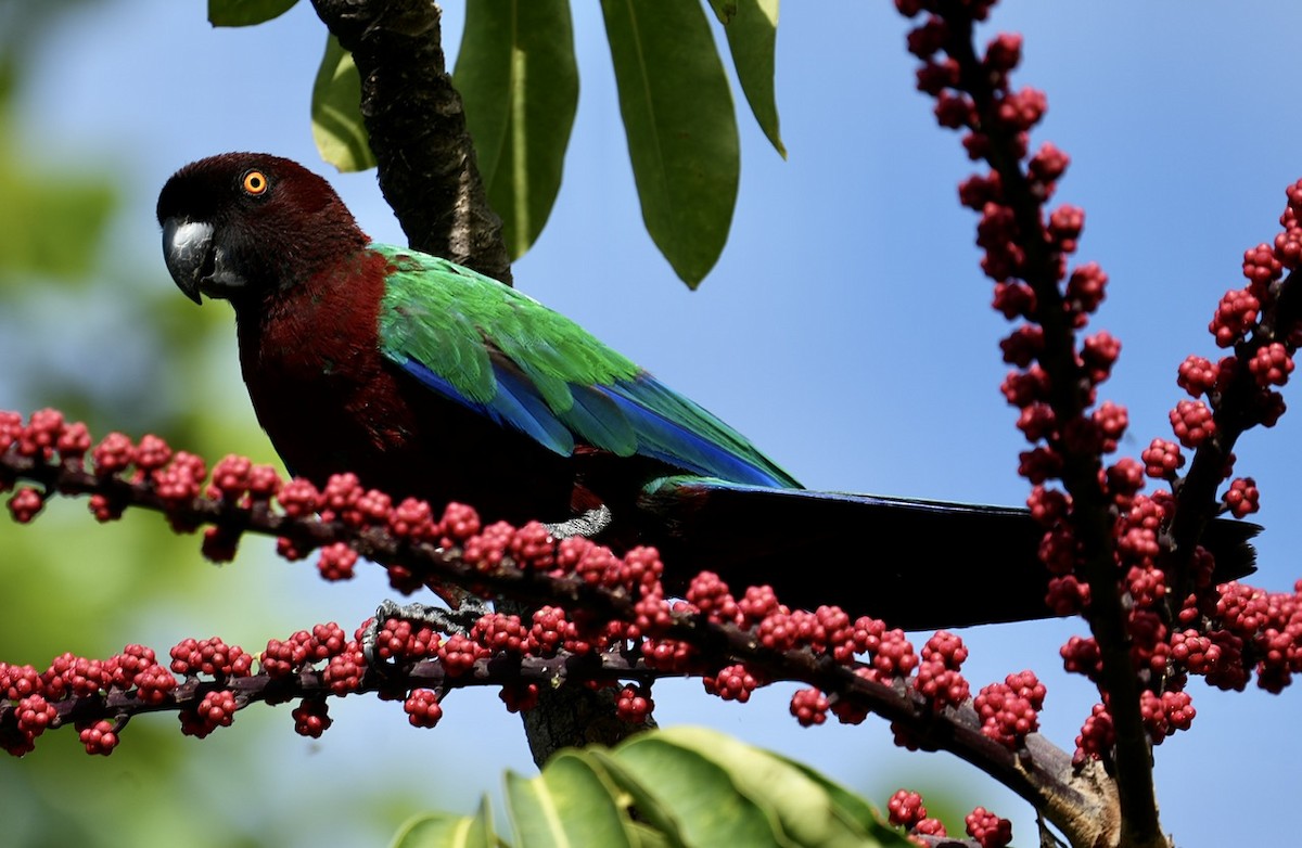 Red Shining-Parrot - ML609123361