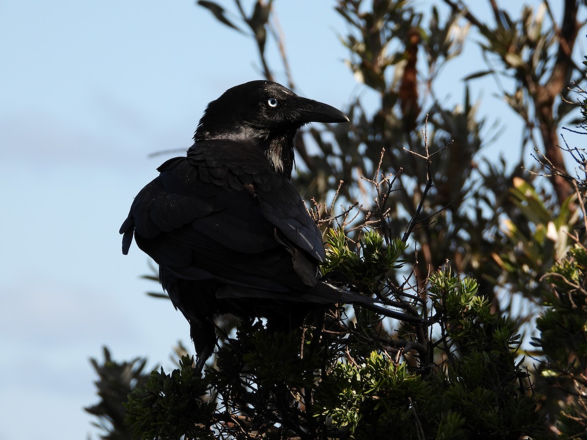 Australian Raven - Cherri and Peter Gordon