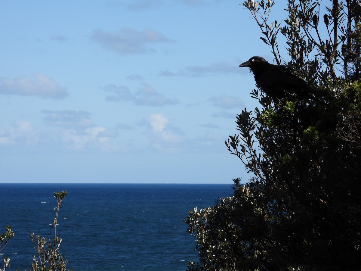 Cuervo Australiano - ML609123388
