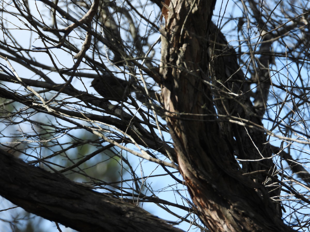 Brown Thornbill - Cherri and Peter Gordon