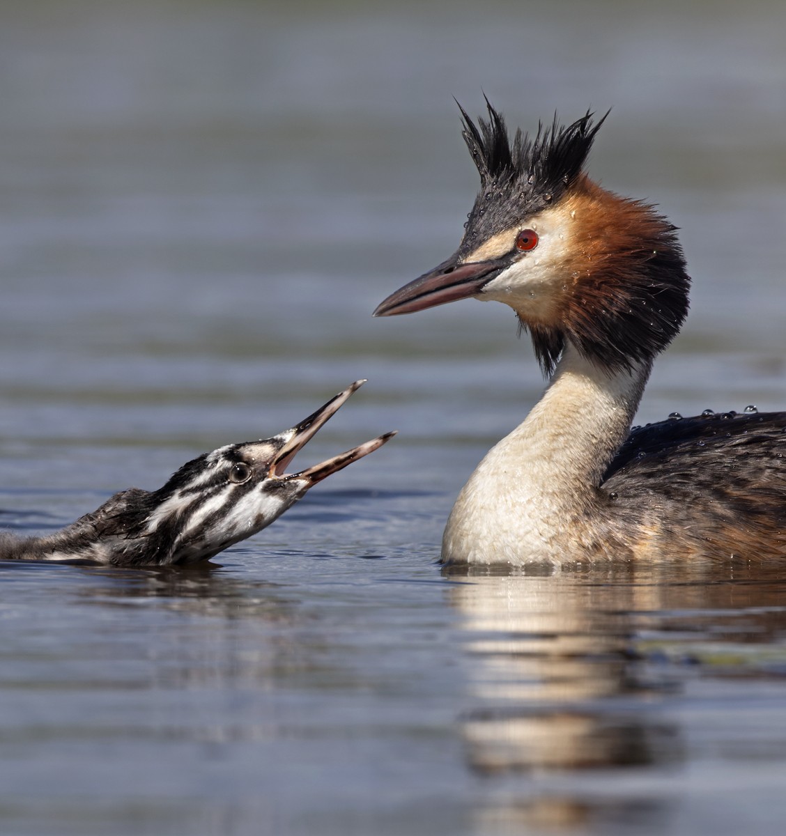 Great Crested Grebe - ML609123402
