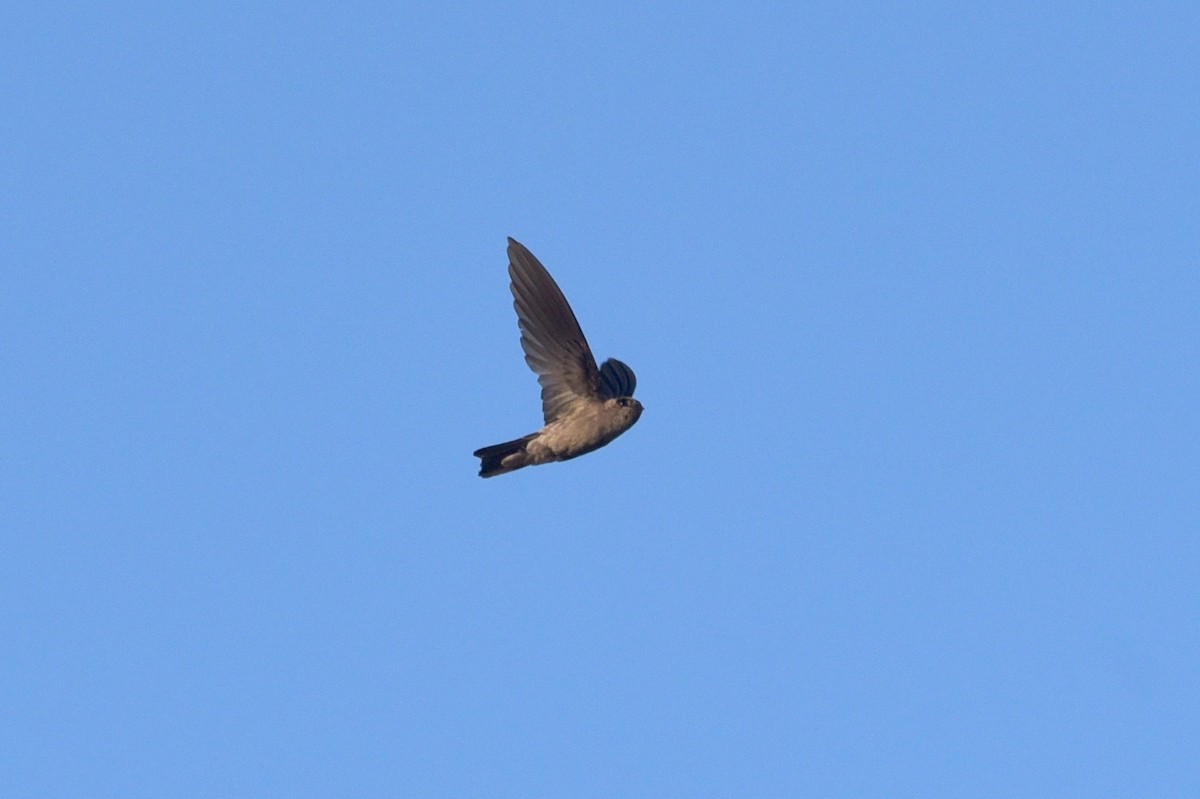 dark swiftlet sp. - ML609123445