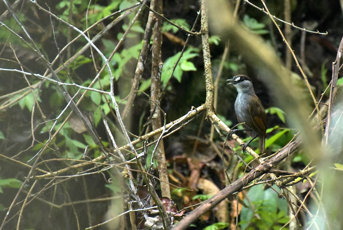 Black-browed Babbler - ML609123448