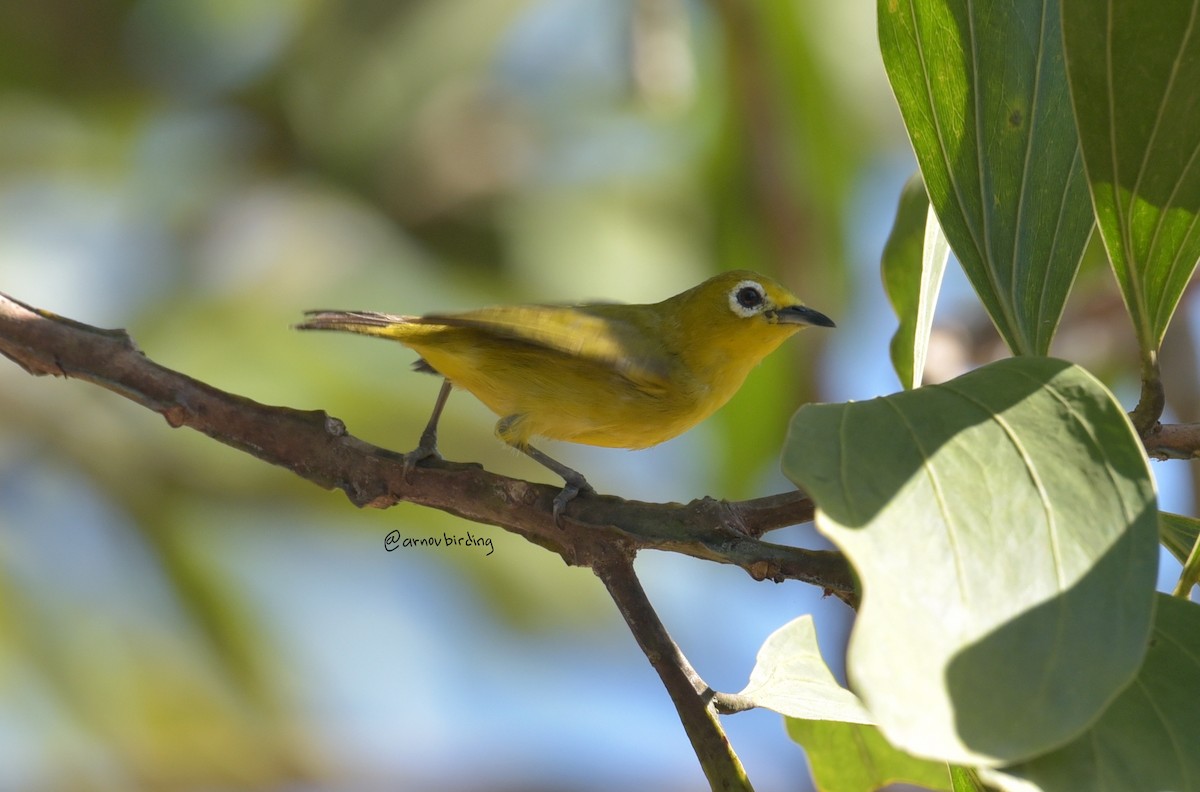 Javan White-eye - ML609123464