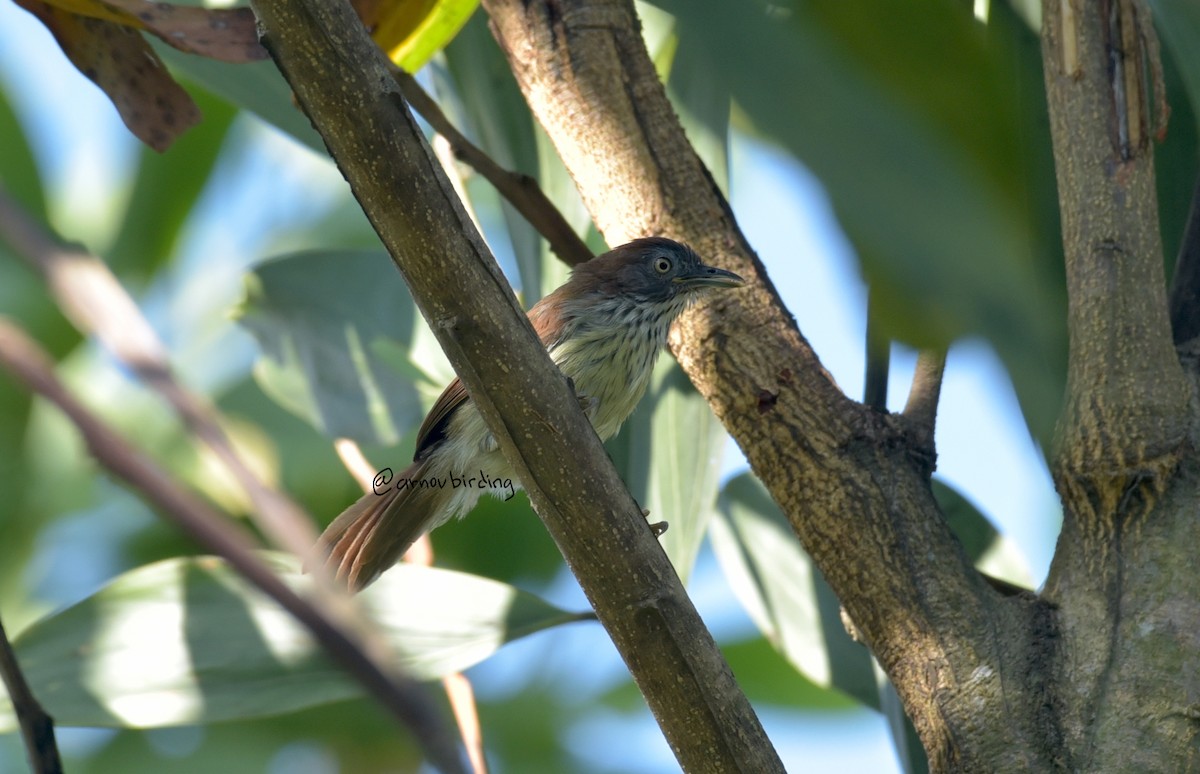 Bold-striped Tit-Babbler - ML609123466