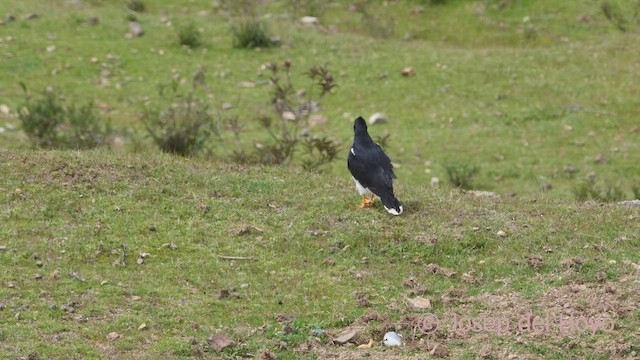 Caracara montagnard - ML609123467