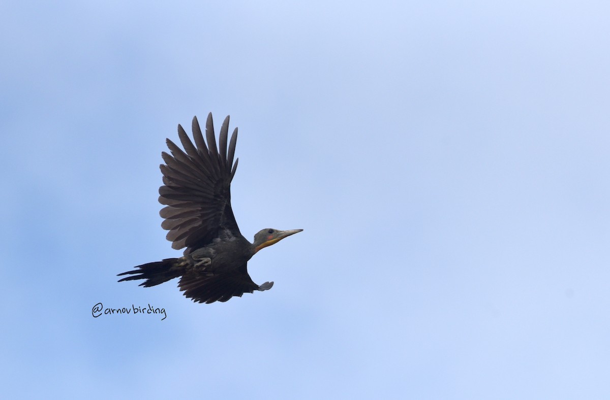 Great Slaty Woodpecker - ML609123486