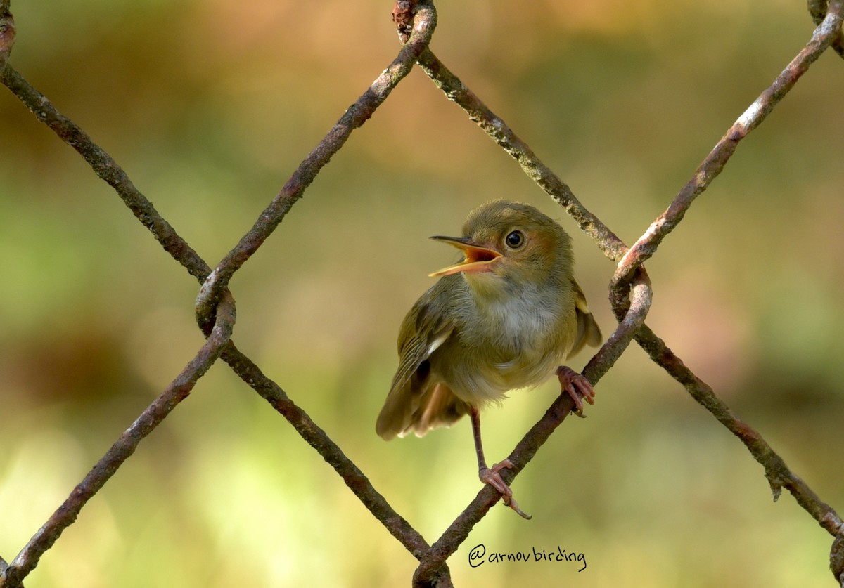 Ashy Tailorbird - ML609123488