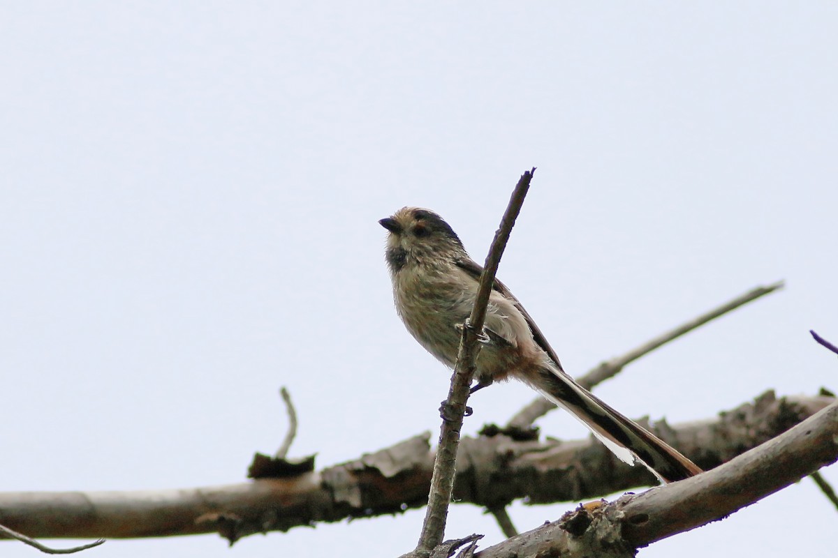 Long-tailed Tit - ML609123502