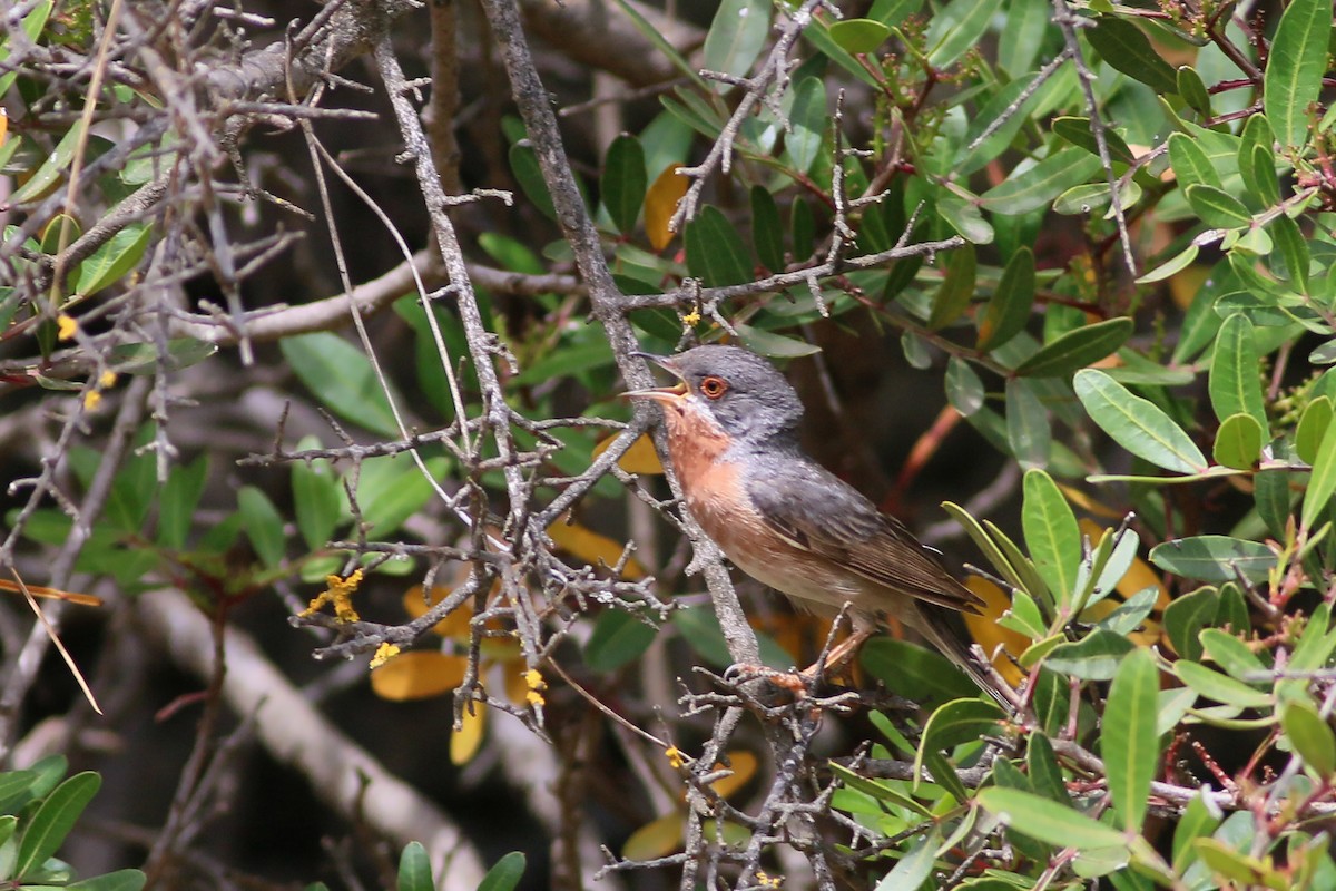 Eastern Subalpine Warbler - ML609123525