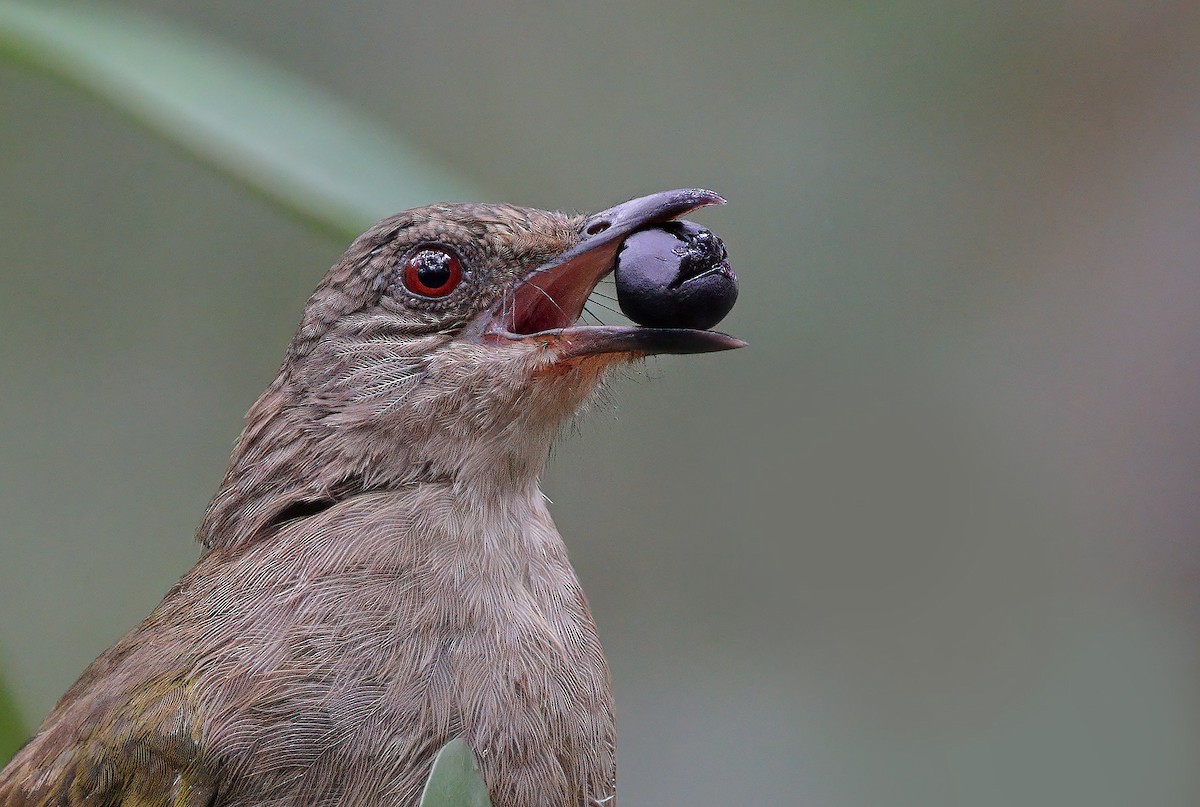 Olive-winged Bulbul - ML609123843