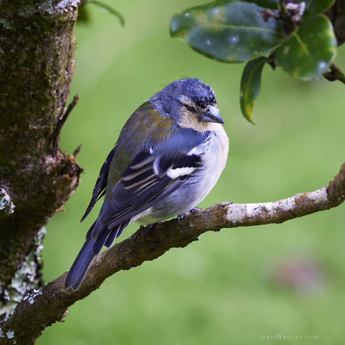 Azores Chaffinch - ML609123908