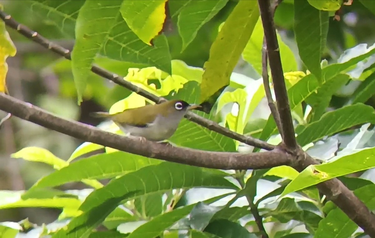 Obi White-eye (undescribed form) - ML609123973