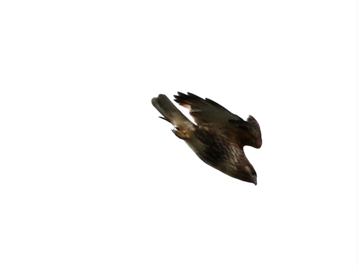 Eastern Buzzard - ML609124135