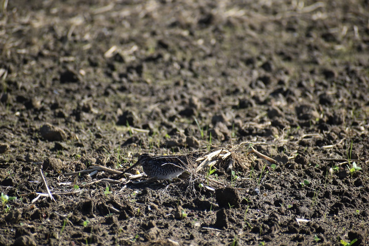 Wilson's Snipe - ML609124144