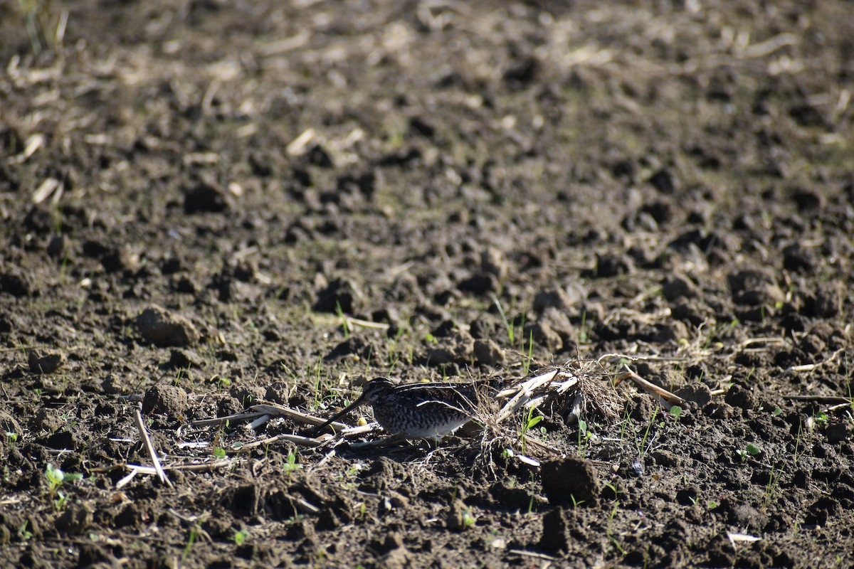 Wilson's Snipe - ML609124159