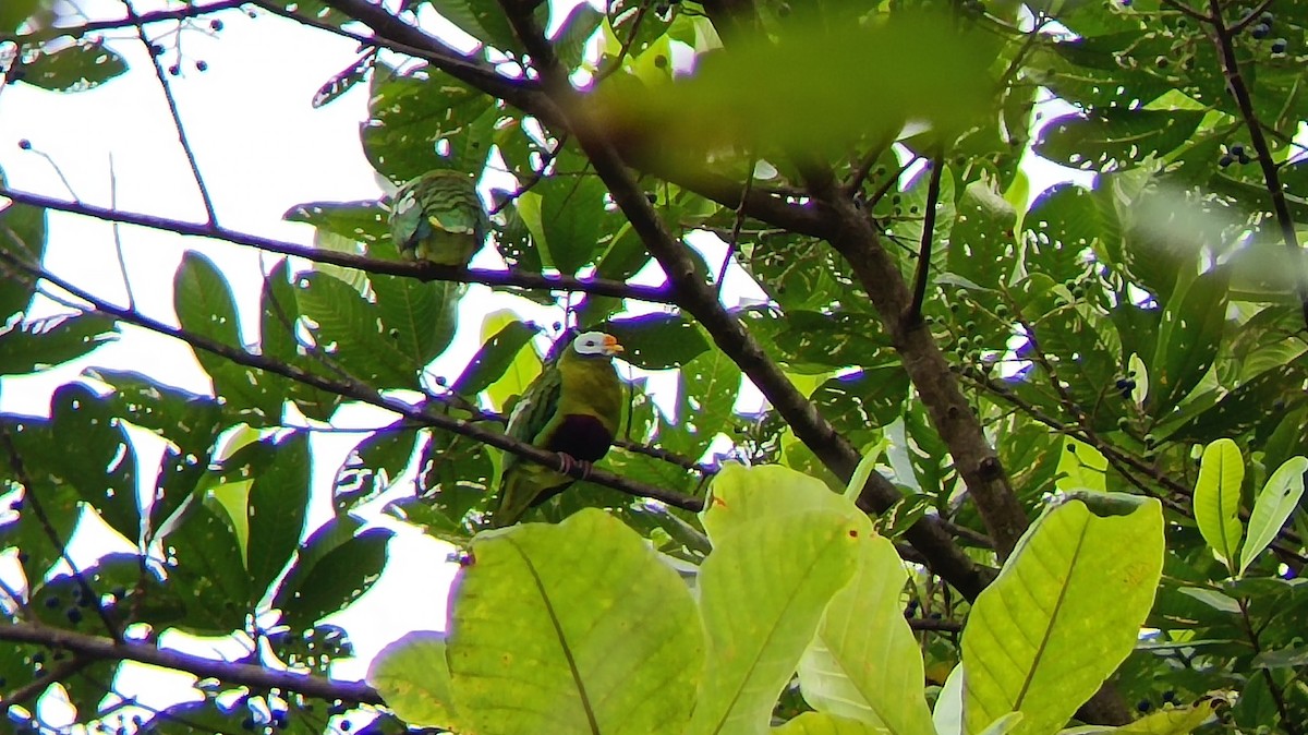 Carunculated Fruit-Dove - ML609124179