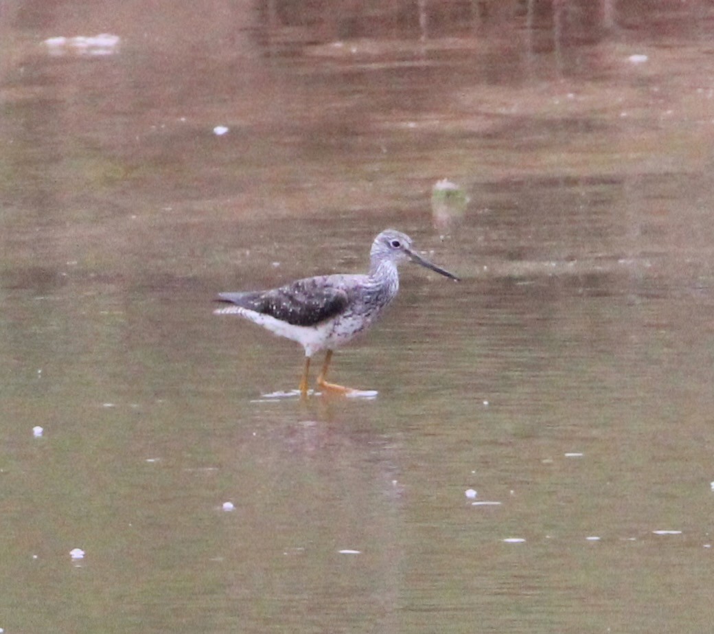 Greater Yellowlegs - ML609124357