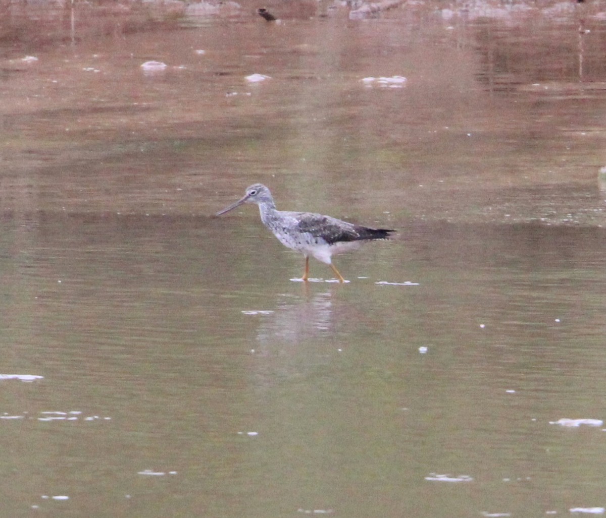 Greater Yellowlegs - ML609124358