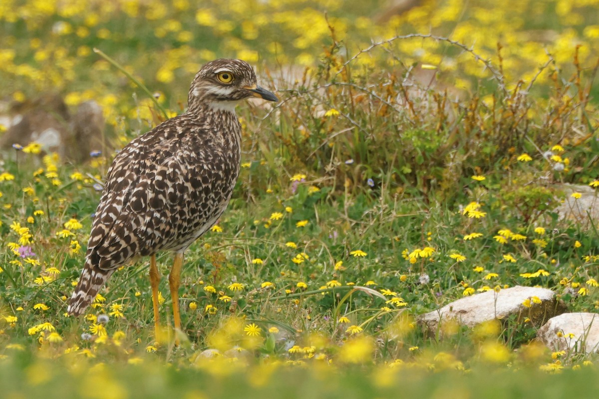 Spotted Thick-knee - ML609124410