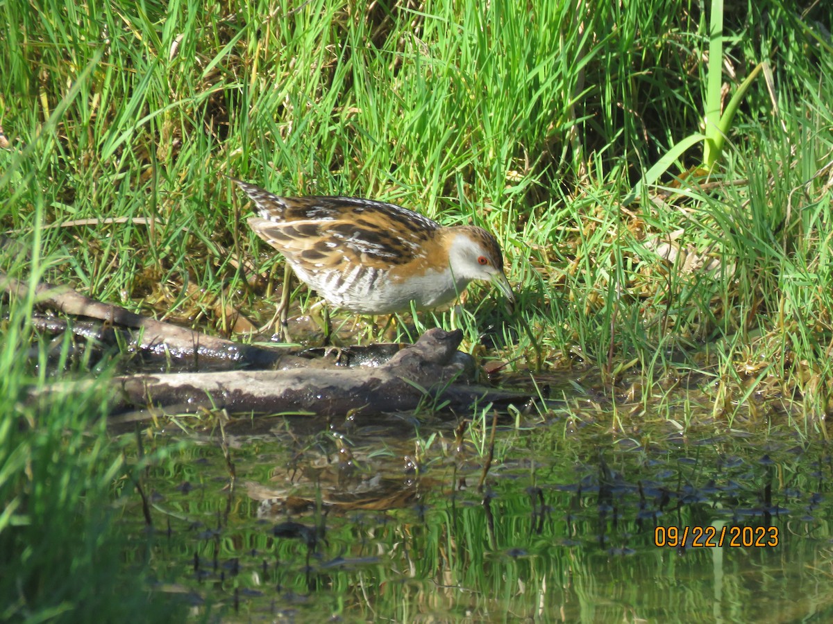 Baillon's Crake - ML609124540