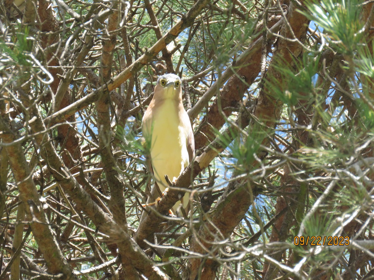 Nankeen Night Heron - ML609124549