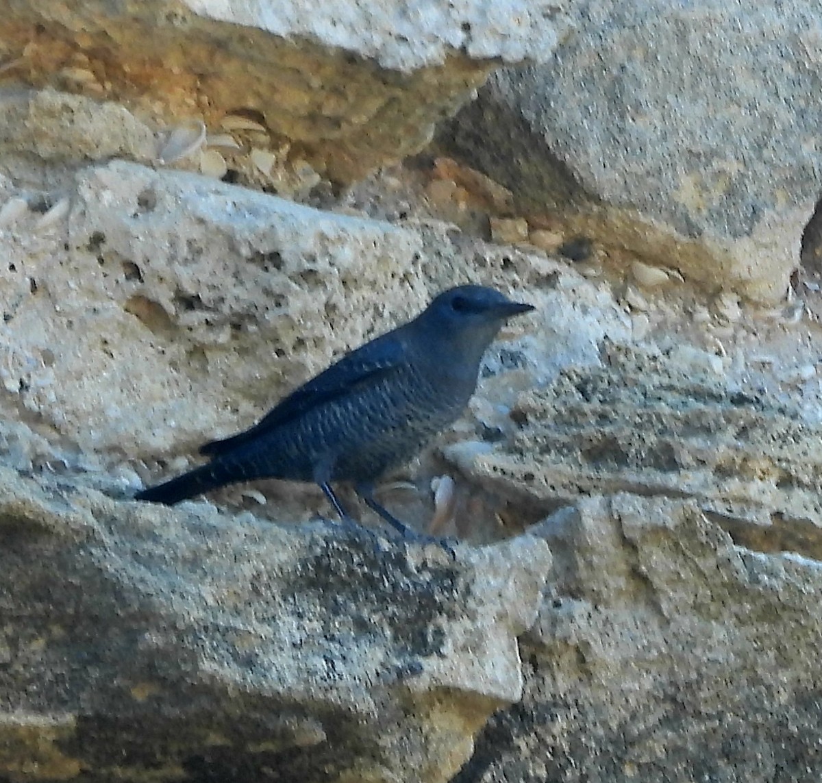 Blue Rock-Thrush - Merlin Yosef