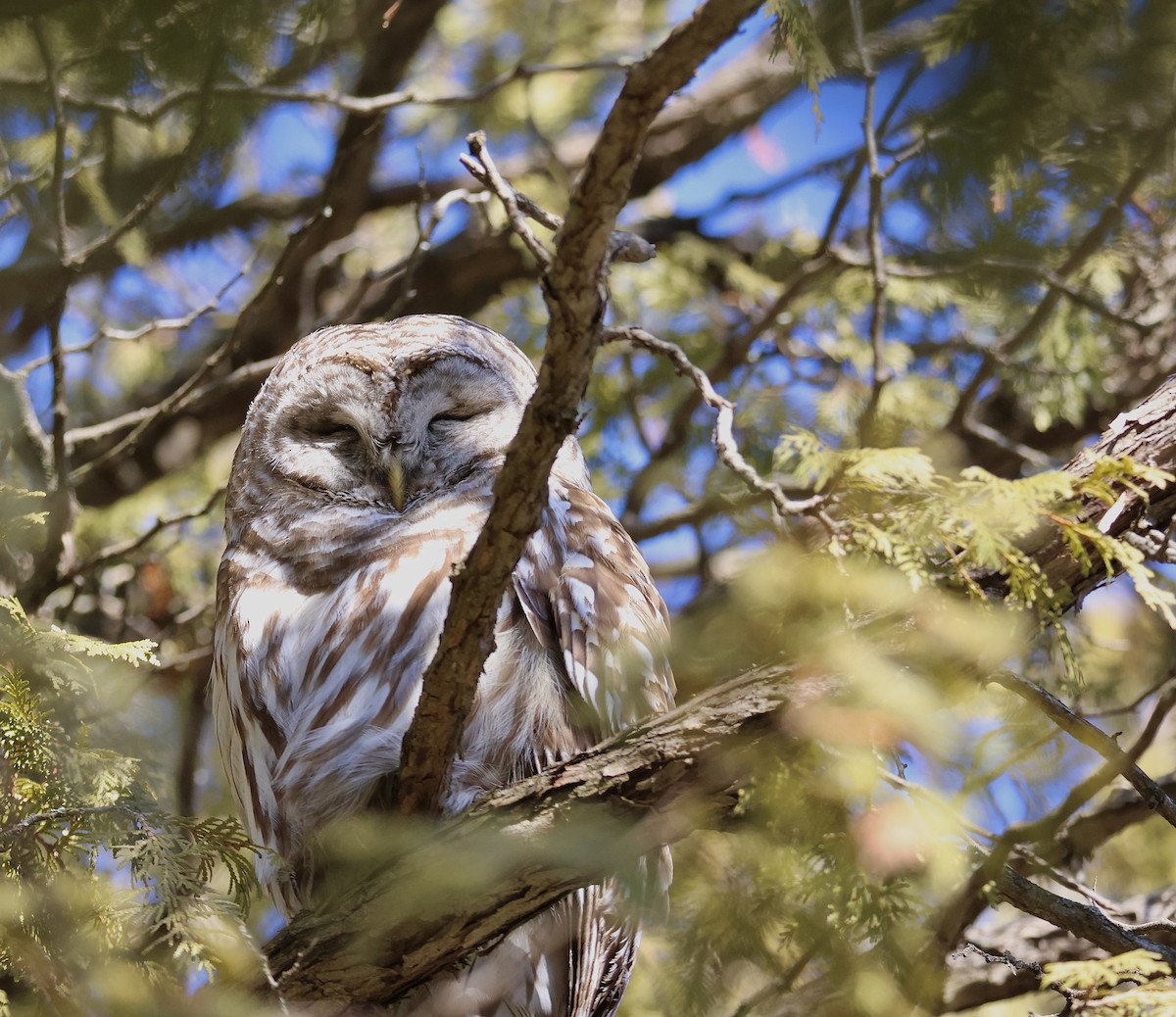 Barred Owl - ML609124688